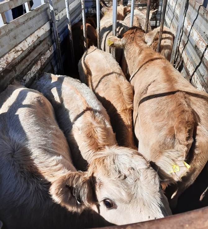 vacas robadas 1