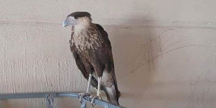 caracara-94a