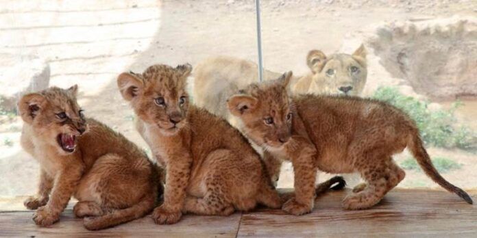 leones-1-f31