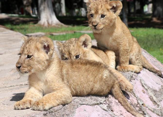 leones 2