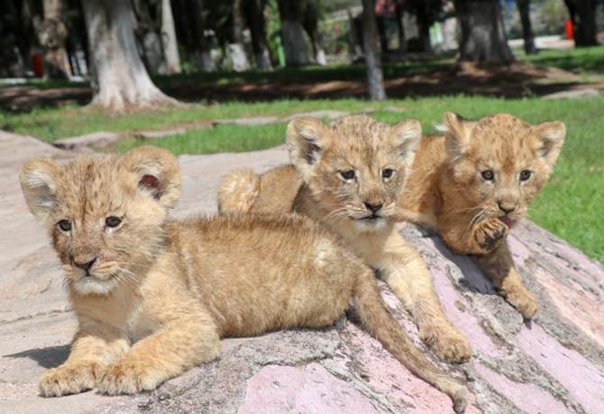 leones 3