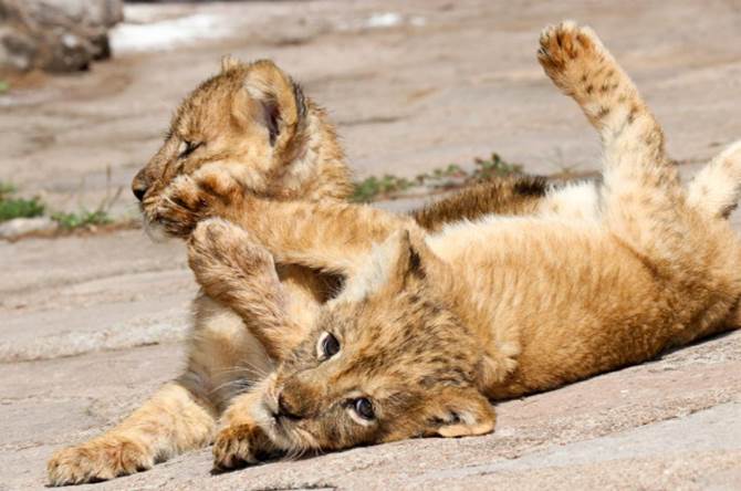 leones 4