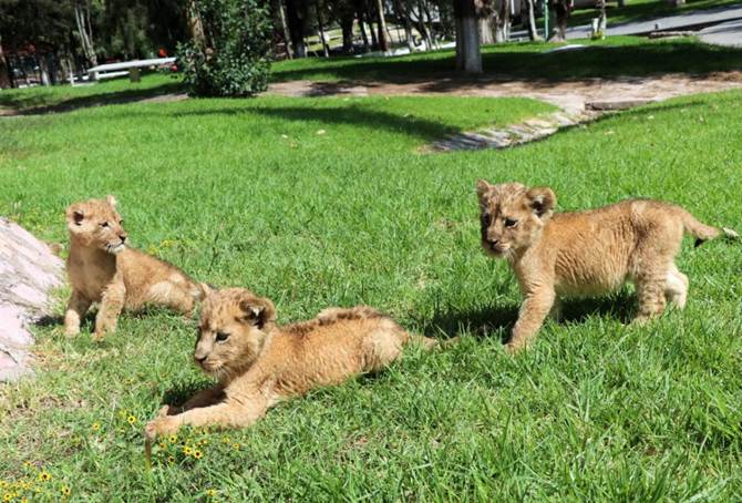 leones 5