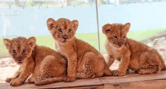 leones