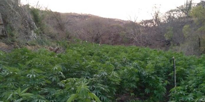 plantios-marihuana-1-f00