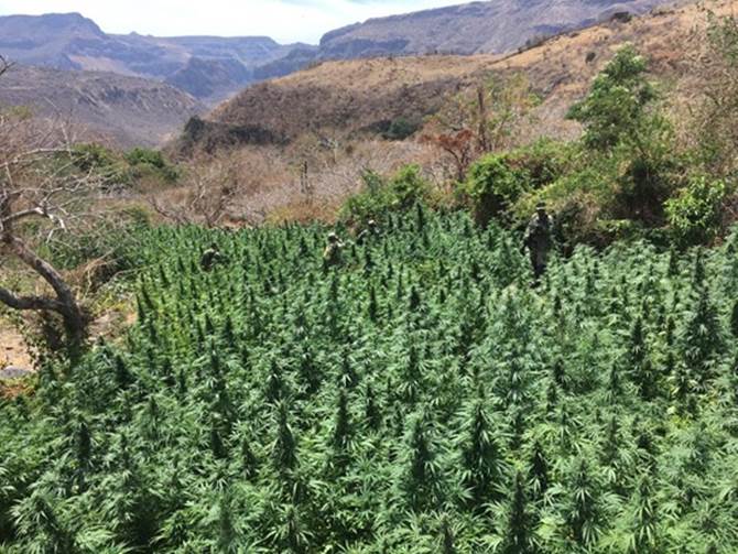 plantios marihuana