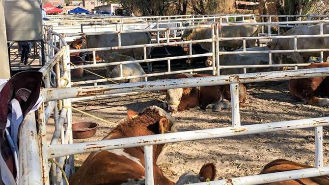 feria agropecuaria 4