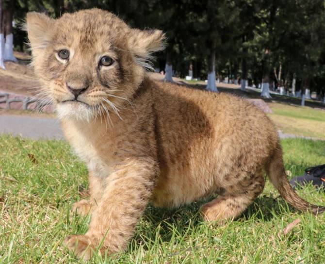 leones 5
