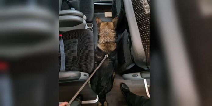 perro-policia-484