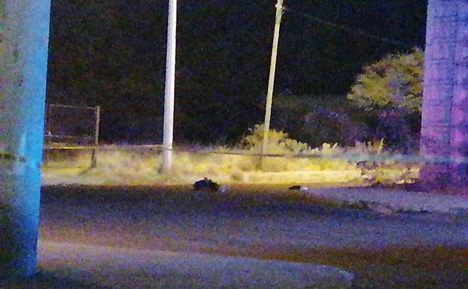 asesinado puente 2