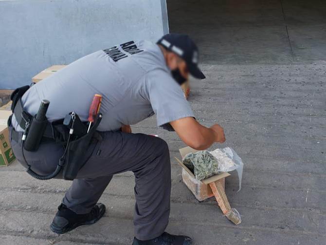 perro marihuana 1