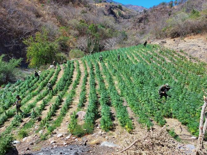 quema marihuana 3