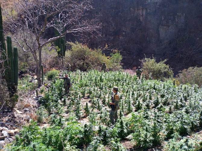 quema marihuana