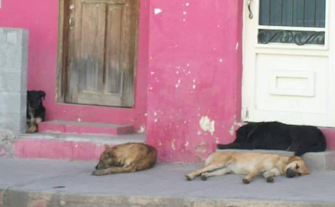 perros callejeros 1