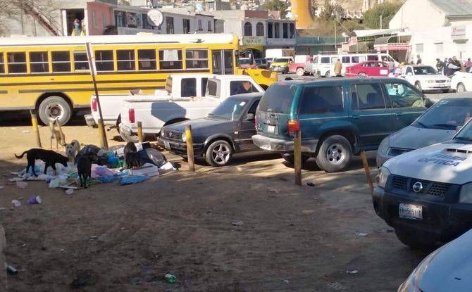 perros callejeros 2