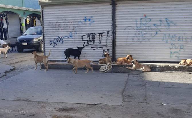 perros callejeros