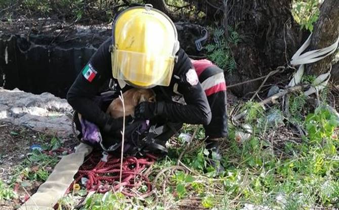 rescate perrito 3