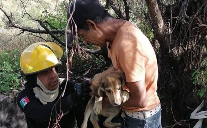 rescate perrito 4