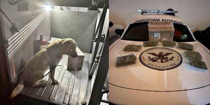 perro-policia-4-0a9
