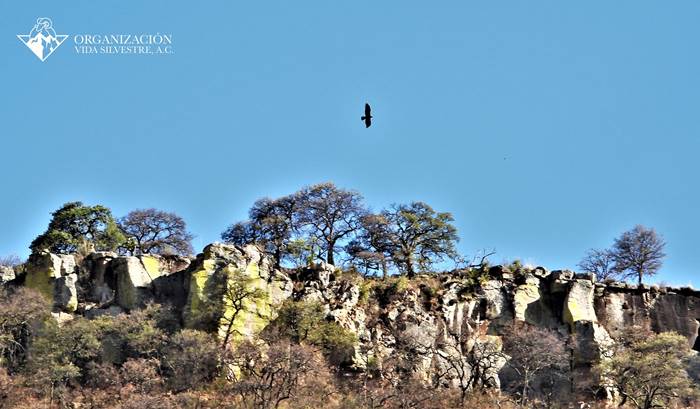 aguila 3