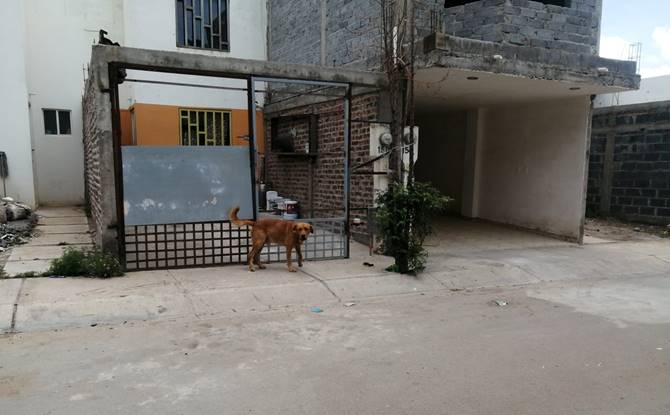 perros 1