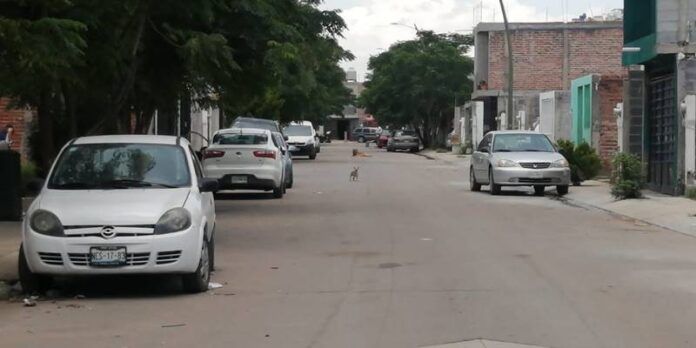 perros_3-81d