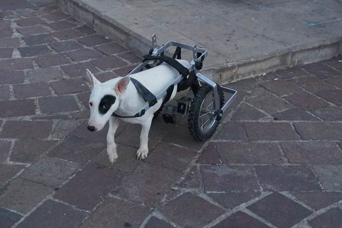 maltrato animal 4