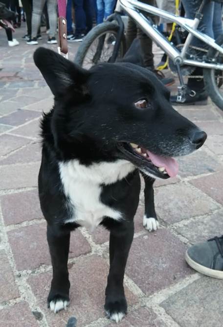 maltrato animal 5