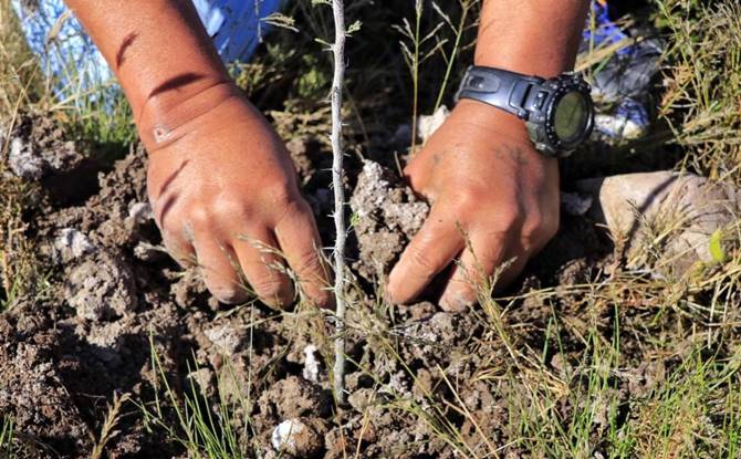 reforestacion