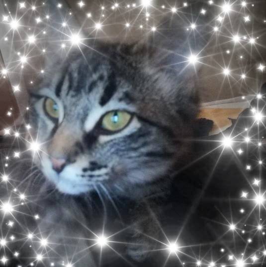 gatita 1