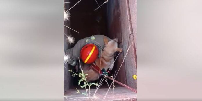 rescate_perrito-c1b