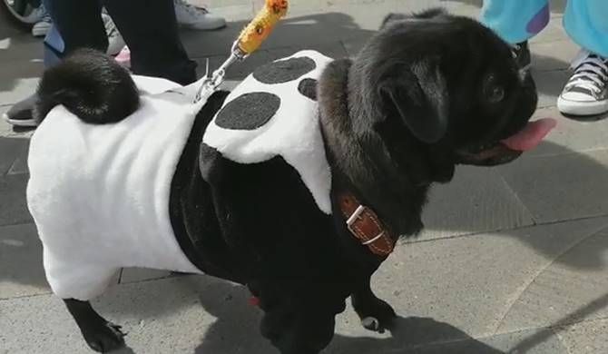 perritos1