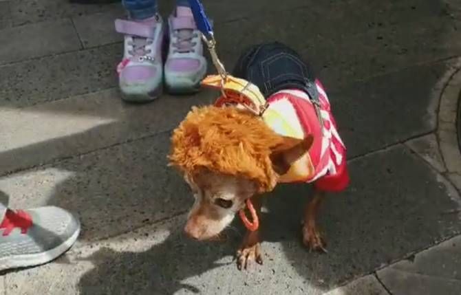 perritos2