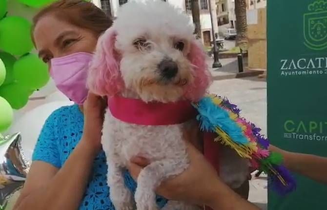 perritos3