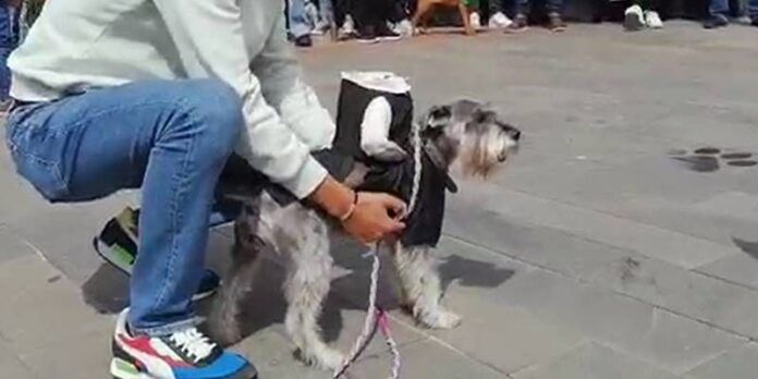 perritos4-3ae