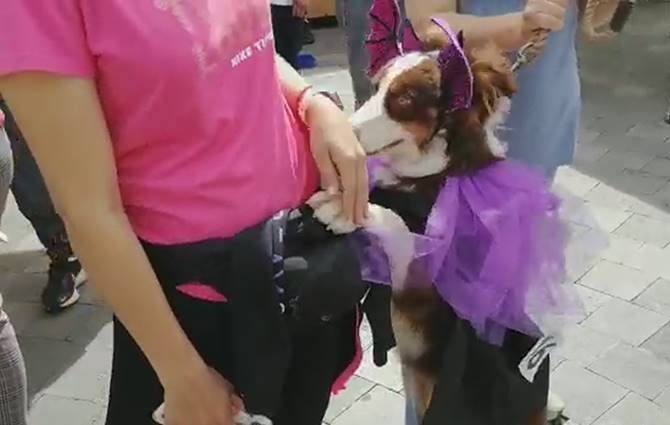 perritos5