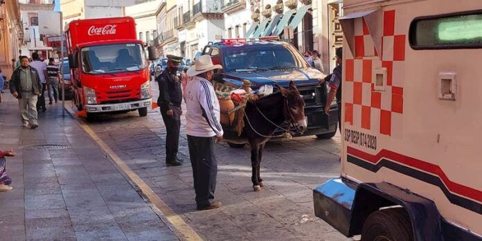 burro-724