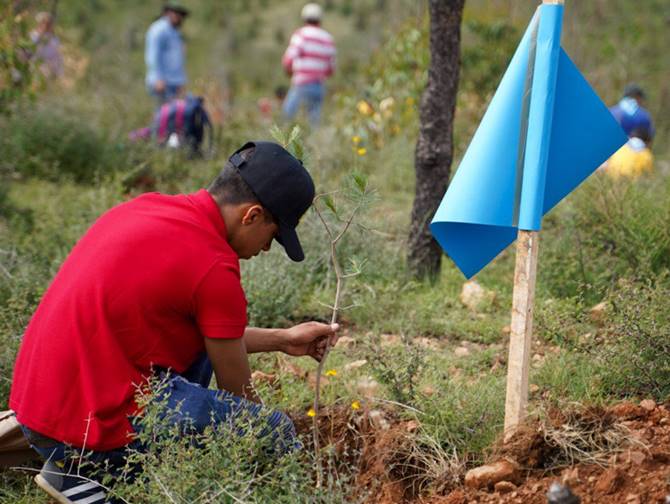 reforestacion 2