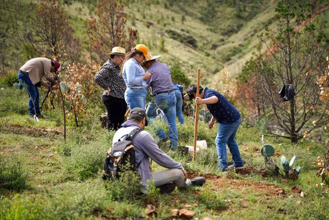 reforestacion 4