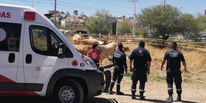 vacas-1-7bf
