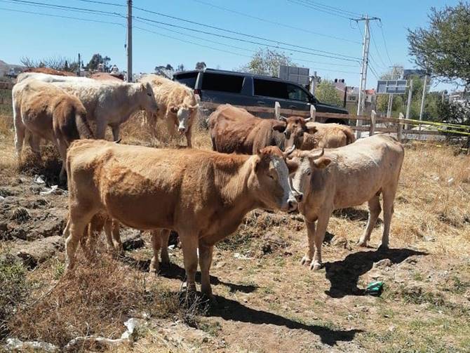 vacas