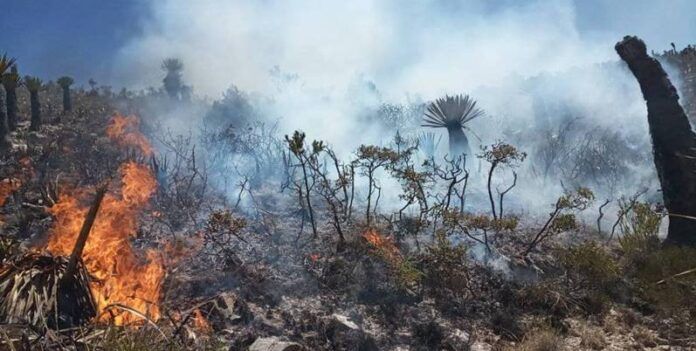 incendio_concha_oro-6b1