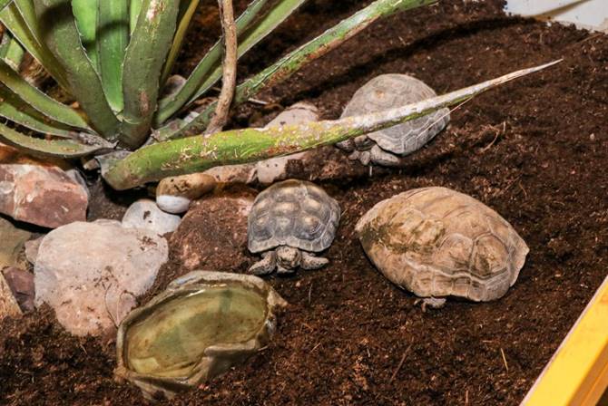 muestra reptiles 10