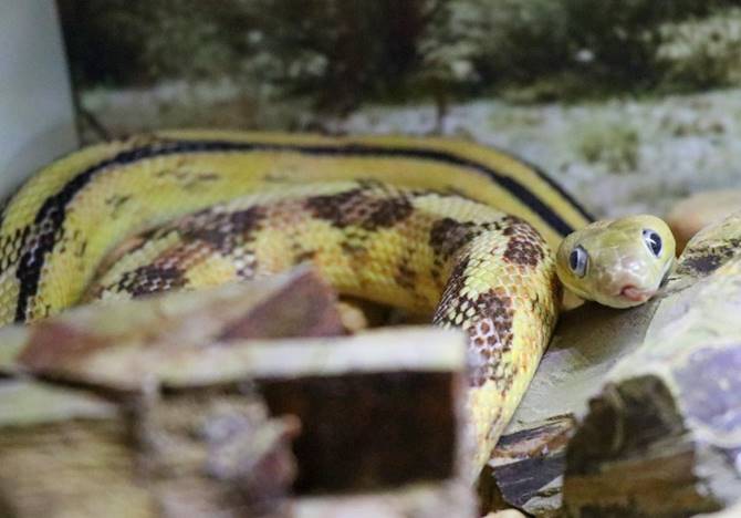 muestra reptiles 11