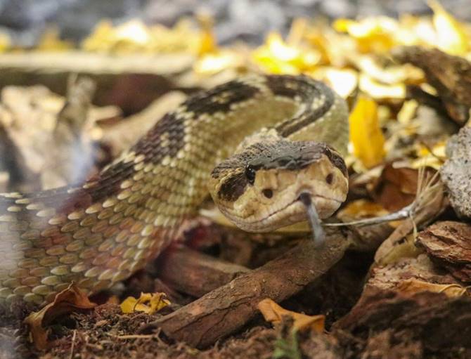 muestra reptiles 2