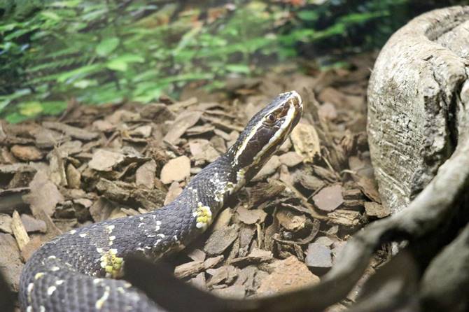 muestra reptiles 3