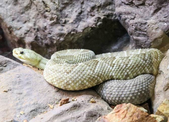 muestra reptiles 4