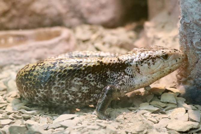 muestra reptiles 5