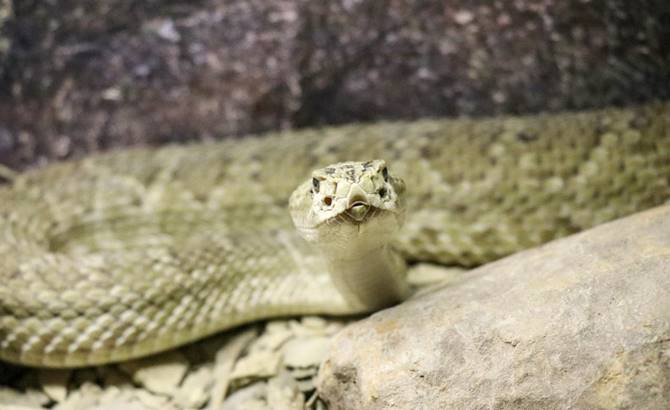 muestra reptiles 7