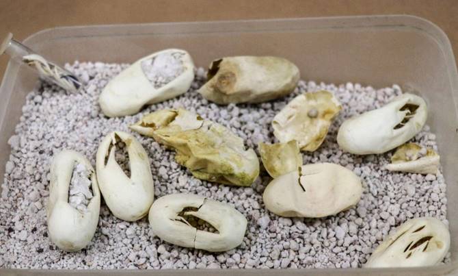 muestra reptiles 8